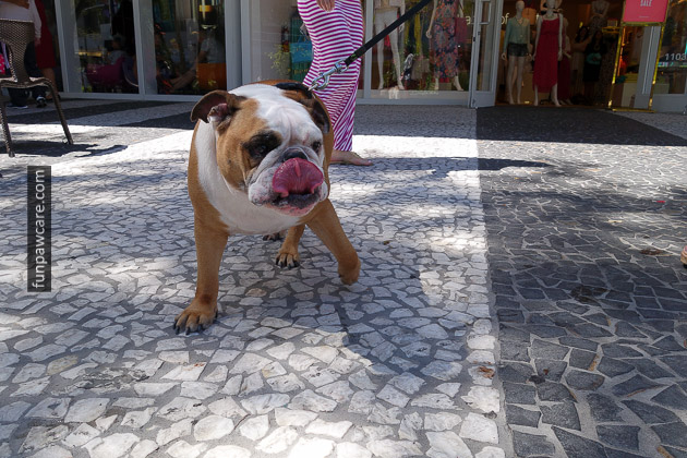Photo Of Bulldog With Tongue Sticking Out At Miami Dog Training Photo Of Bulldog With Tongue Sticking Out At Miami Dog Training - Fun Paw Care