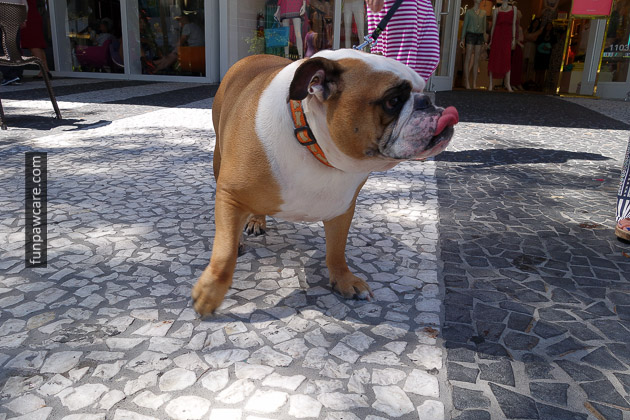 Bulldog At Miami Dog Training Sticking His Tongue Out Photo Bulldog At Miami Dog Training Sticking His Tongue Out Photo - Fun Paw Care