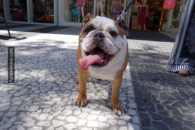 Smiling Bulldog At Miami Dog Training Picture Smiling Bulldog At Miami Dog Training Picture - Fun Paw Care