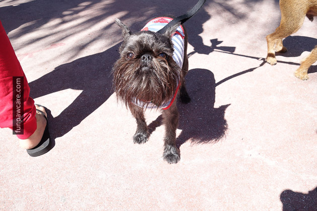 Black Brussels Griffon Miami Dog Training Photo Black Brussels Griffon Miami Dog Training Photo - Fun Paw Care