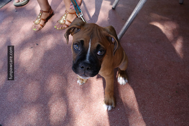 Picture Of Boxer At Puppy Training Miami Picture Of Boxer At Puppy Training Miami - Fun Paw Care