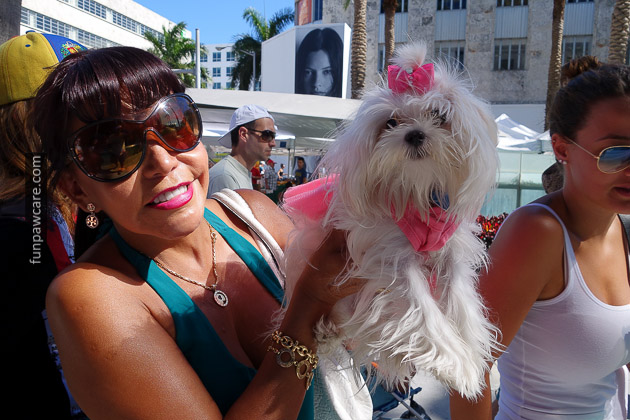 Miami Dog Training (15)