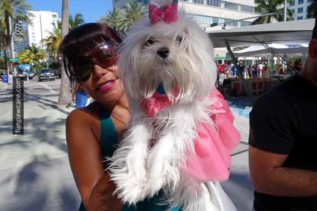 Photo Of Princess Puppy In Dog Training Classes Miami Photo Of Princess Puppy In Dog Training Classes Miami - Fun Paw Care