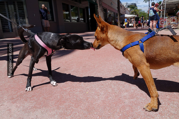 Miami Dog Training (76)