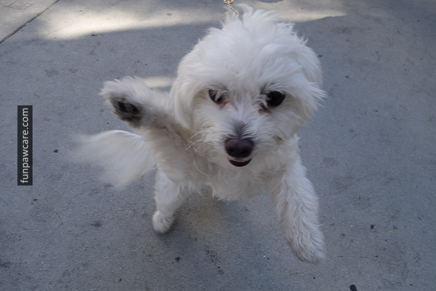Miami Dog Training (12)