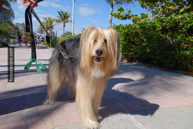 Miami Dog Training (8)