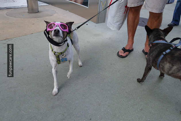 Miami Dog Training (6)