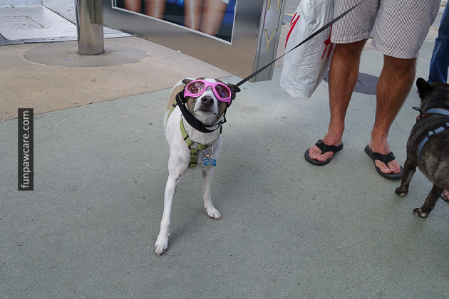 Photo Of Dog In Pink Glasses With Dog Trainer Miami Photo Of Dog In Pink Glasses With Dog Trainer Miami - Fun Paw Care