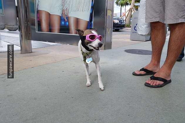 Picture Of Dog In Goggles At Miami Dog Training Class Picture Of Dog In Goggles At Miami Dog Training Class - Fun Paw Care