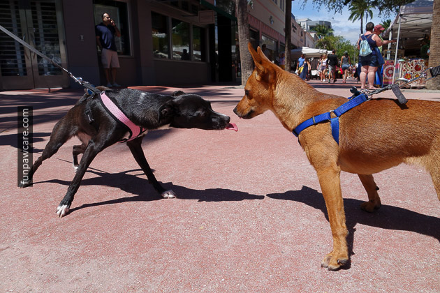 Miami Dog Training (75)