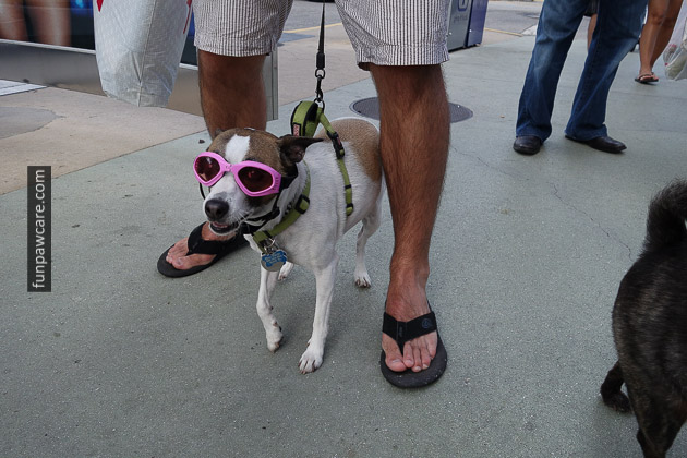 Miami Dog Training (3)