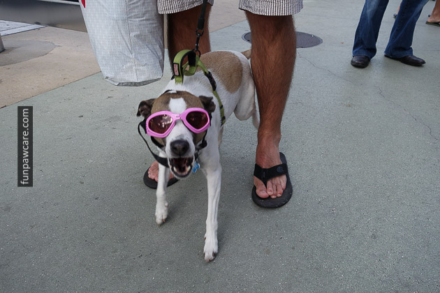 Picture Of Dog Playing In Pink Goggles At Dog Training Classes Miami Picture Of Dog Playing In Pink Goggles At Dog Training Classes Miami - Fun Paw Care