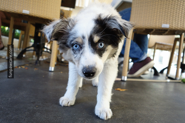 Dog Training Classes Miami - Fun paw care