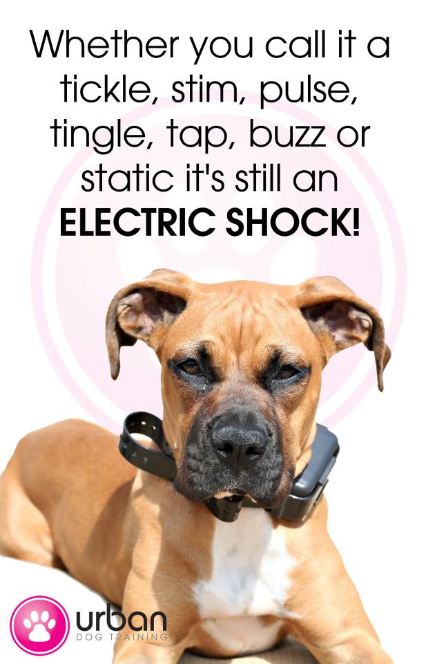 Regulation Banning Shock Collars, Painful Devices and Techniques