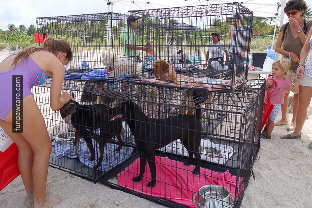Picture Of Cute Puppies Waiting For Their Dog Trainers In Miami Picture Of Cute Puppies Waiting For Their Dog Trainers In Miami - Fun Paw Care