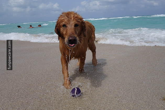 Photo Of Golden Retriever At Dog Training Classes, Miami Beaches Are Perfect For Learning Photo Of Golden Retriever At Dog Training Classes, Miami Beaches Are Perfect For Learning - Fun Paw Care