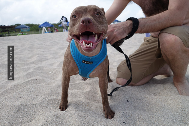 Hilarious Dog Photo At Miami Dog Training Event Hilarious Dog Photo At Miami Dog Training Event - Fun Paw Care