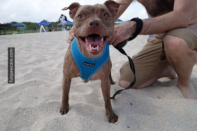 Dog Beach Miami, Dog Trainer Miami