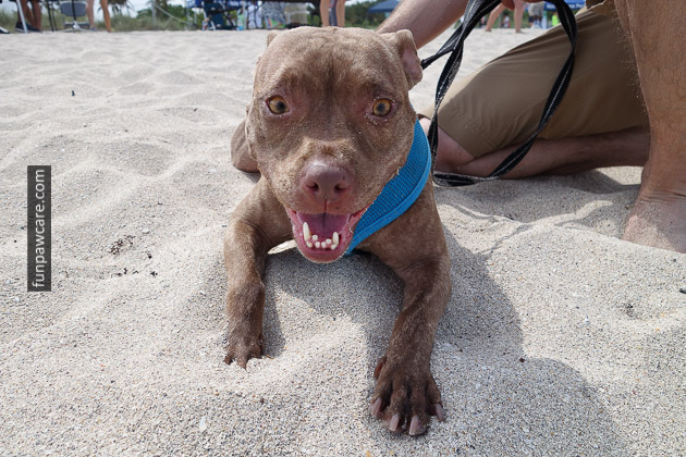 Dog Beach Miami, Dog Trainer Miami (20)