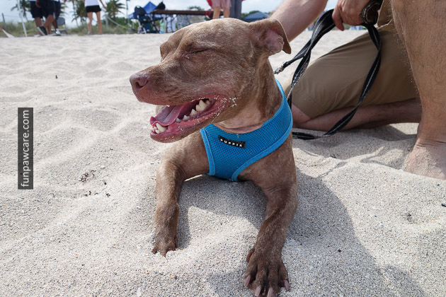 Dog Beach Miami, Dog Trainer Miami (19)