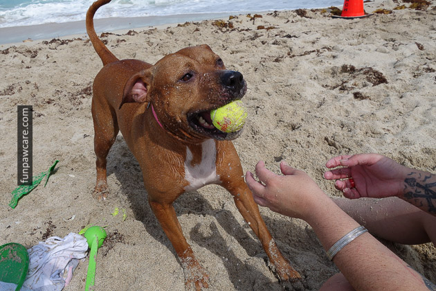 Dog Beach Miami, Dog Trainer Miami (18)