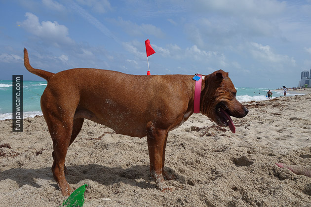 Dog Beach Miami, Dog Trainer Miami (17)