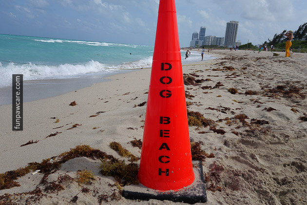 Dog Beach Miami, Dog Trainer Miami (68)