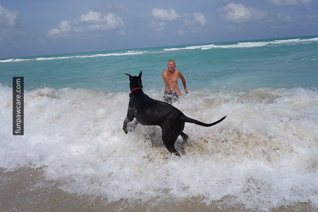 Dog Beach Miami, Dog Trainer Miami (15)