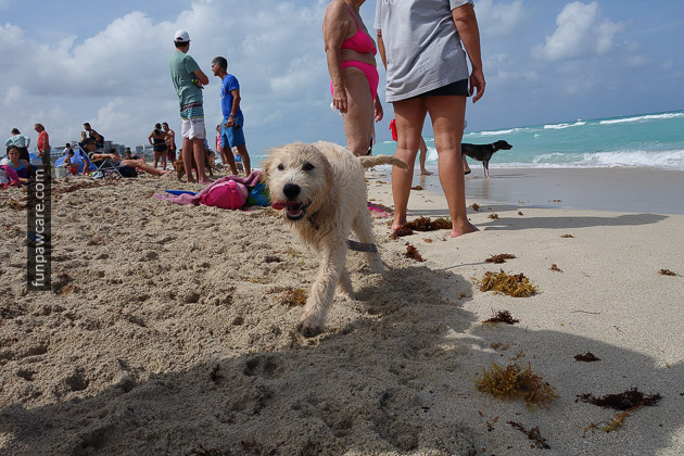 Dog Beach Miami, Dog Trainer Miami (14)