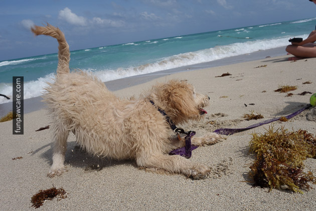 Dog Beach Miami, Dog Trainer Miami (13)