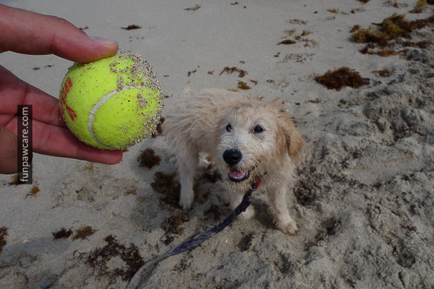 Dog Beach Miami, Dog Trainer Miami (10)
