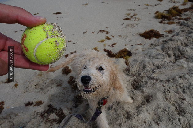 Dog Beach Miami, Dog Trainer Miami (9)