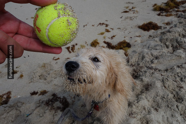 Dog Beach Miami, Dog Trainer Miami (8)