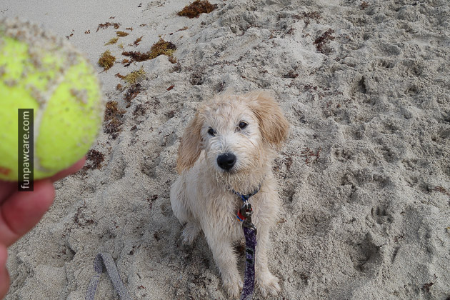 Dog Beach Miami, Dog Trainer Miami (7)