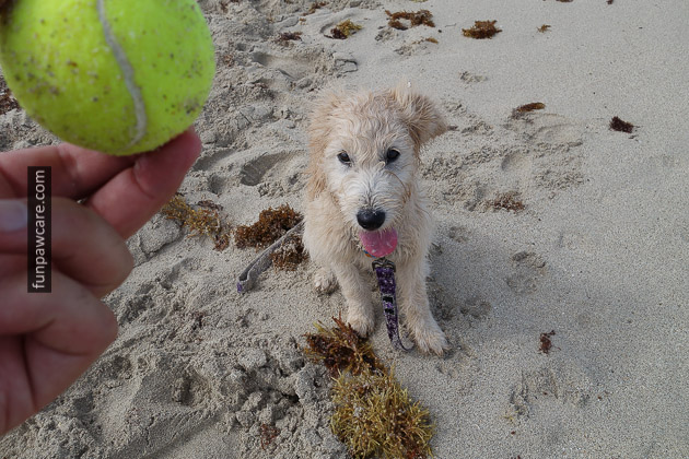 Dog Beach Miami, Dog Trainer Miami (5)