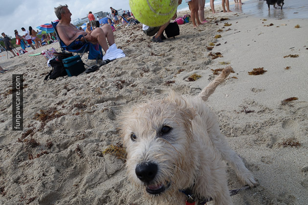 Dog Beach Miami, Dog Trainer Miami (4)