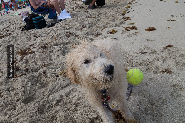 Dog Beach Miami, Dog Trainer Miami (2)