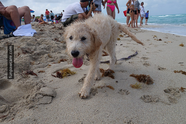 Dog Beach Miami, Dog Trainer Miami (1)
