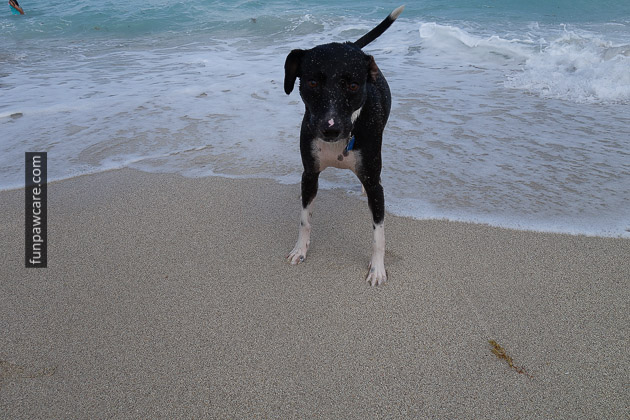 Dog Beach Miami, Dog Trainer Miami (67)