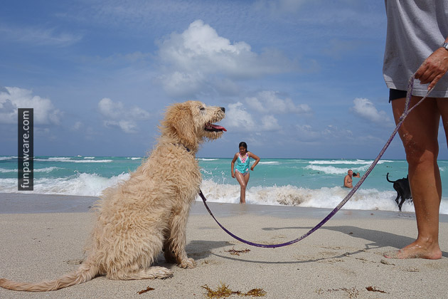 Gorgeous Blond Puppy With Dog Trainer, Miami Photo Gorgeous Blond Puppy With Dog Trainer, Miami Photo - Fun Paw Care