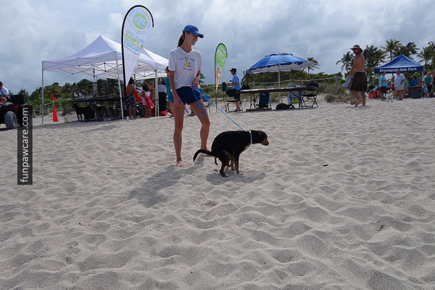 Dog Beach Miami, Dog Trainer Miami (65)
