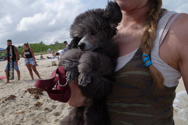 Dog Beach Miami, Dog Trainer Miami (59)