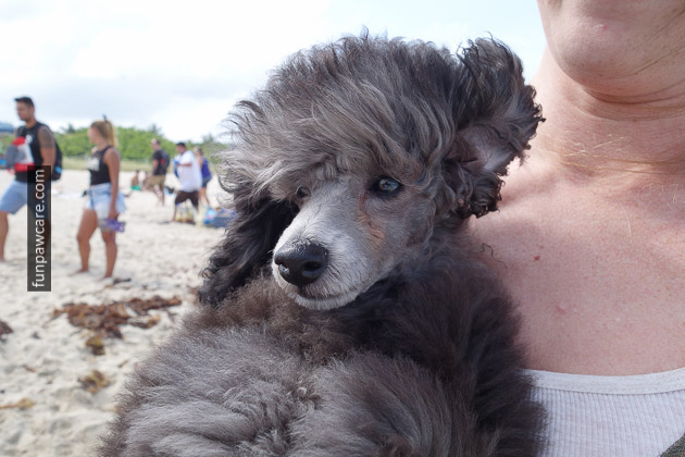Dog Beach Miami, Dog Trainer Miami (58)