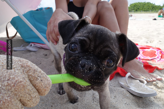Dog Beach Miami, Dog Trainer Miami (56)
