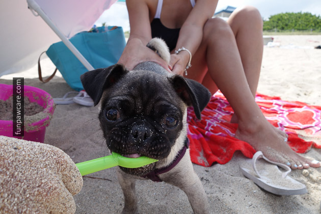 Pug Puppy Training, Miami Photo Pug Puppy Training, Miami Photo - Fun Paw Care