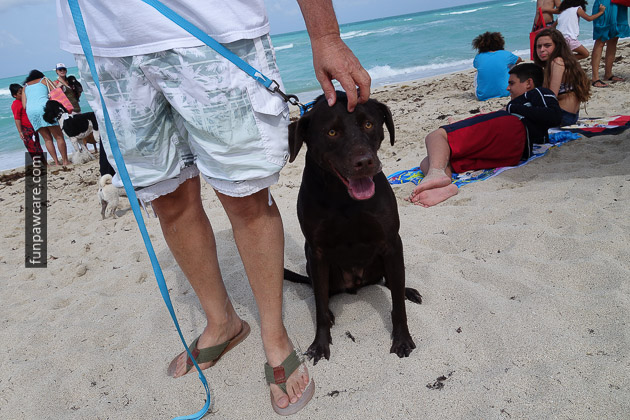 Dog Beach Miami, Dog Trainer Miami (53)