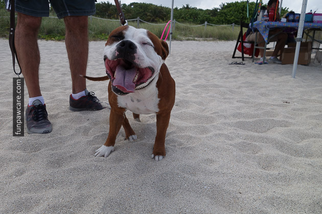 Dog Beach Miami, Dog Trainer Miami (51)