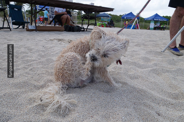 Dog Beach Miami, Dog Trainer Miami (50)