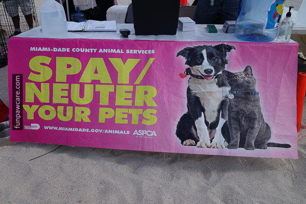 Dog Beach Miami, Dog Trainer Miami (48)