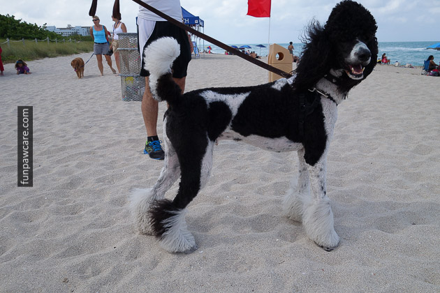 Dog Beach Miami, Dog Trainer Miami (43)